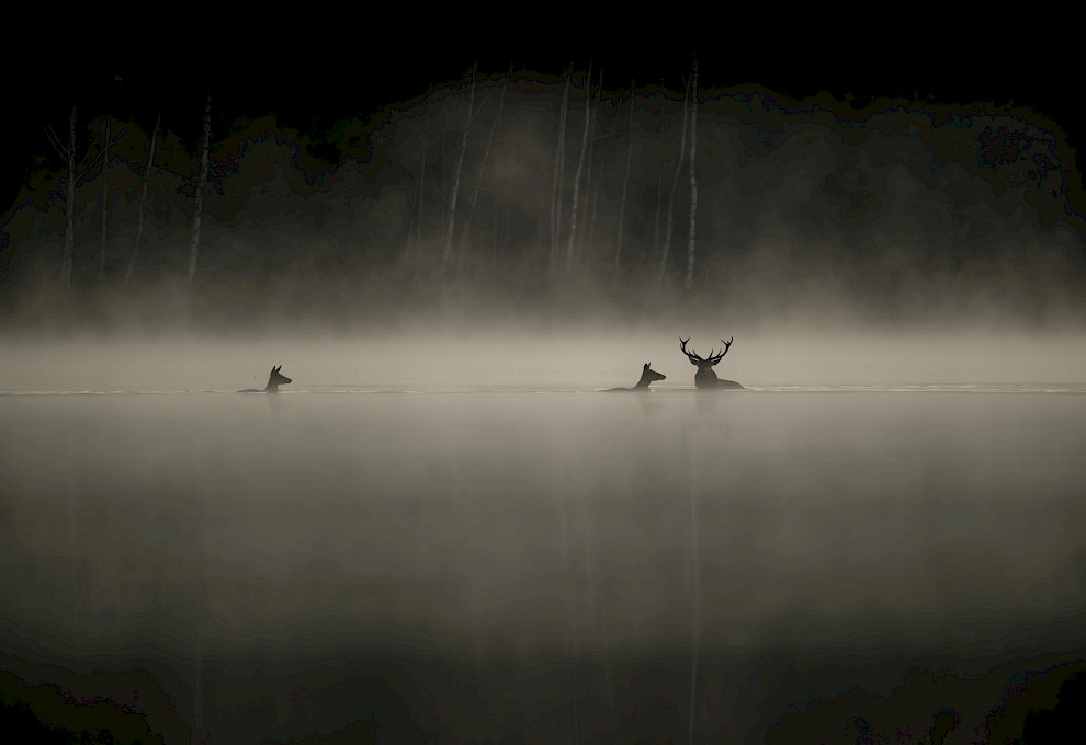 IIFF Preview: Whispers in the Woods